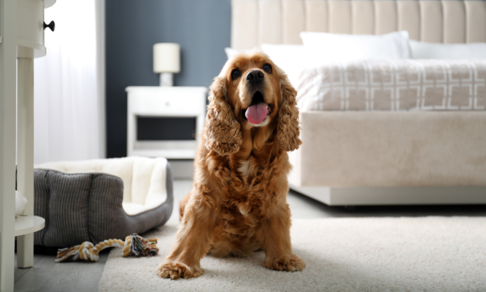 pets and homebuying