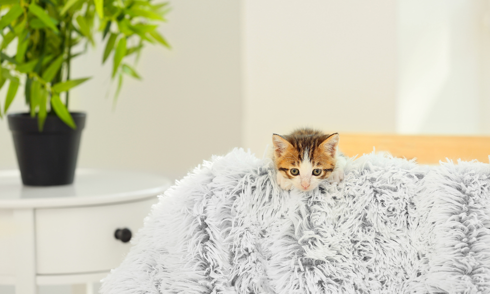 homebuying with pets